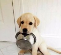 狗狗好像一直吃不飽，需要加餐嗎？