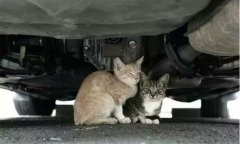 天冷了，開車前記得先喚醒它們！