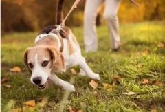 狗狗是如何舒緩壓力的呢？