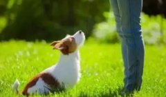 讓狗狗安靜的七大方法，你知道嗎？