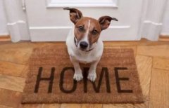 春節寵物寄養，不可不知的注意事項