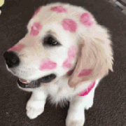 我家狗，在外面有人了！