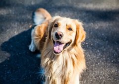 春季養(yǎng)狗，需要注意什么？ 華興寵物食品