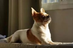 主人出門將狗狗留在家中，這些事項(xiàng)一定要牢記