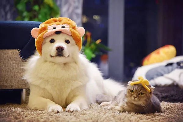 過(guò)年啦，家里的貓貓狗狗你是怎么安排的呢？快來(lái)看看