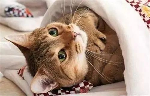 說(shuō)出來(lái)你可能不信，貓咪過(guò)冬其實(shí)也有“南北差異”