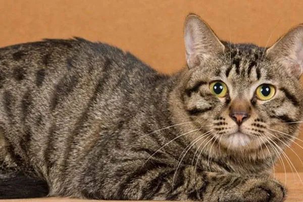 今天我們來(lái)盤(pán)點(diǎn)一下五種熱門(mén)的寵物貓，來(lái)看看你家的貓咪上榜了嗎？